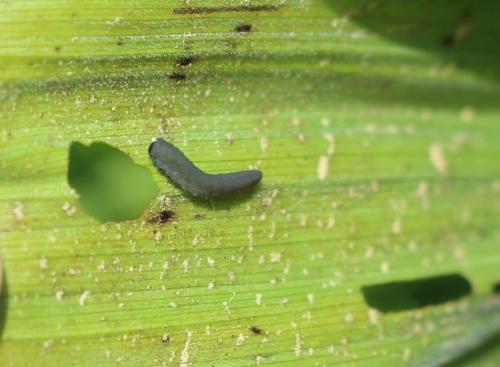 Réf. 266 431 : Rhadinoceraea nodicornis